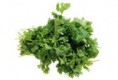 Koriandr - Dhanya